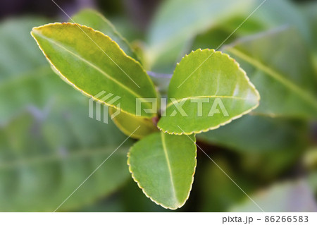 Tea Camellia sinensis the upper leaves on the bushes. Green tea leaves on a branch. Tea Camellia sinensis the upper leaves on the bushes. Green tea leaves on a branch. 86266583