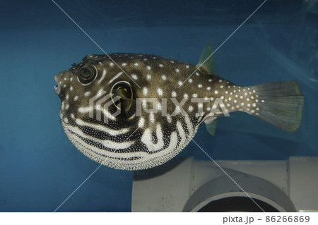 フグ サザナミフグ 魚 海水魚 White-spotted puffer puffer フグ サザナミフグ 魚 海水魚 White-spotted puffer puffer 86266869