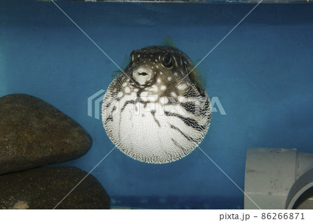 フグ サザナミフグ 魚 海水魚 White-spotted puffer puffer フグ サザナミフグ 魚 海水魚 White-spotted puffer puffer 86266871