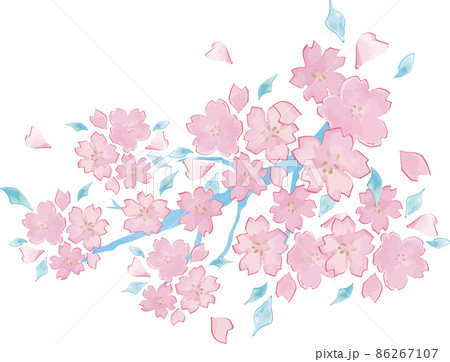 春 4月 さくら サクラ 桜 花 水彩 手描き イラスト素材のイラスト素材 [86267107] - PIXTA