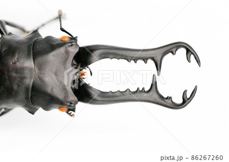 Beautiful black stag beetle, one of insect in Thailand on isolated white background 86267260