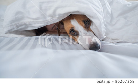 Dog Jack Russell Terrier lies with the owner under a blanket. 86267358