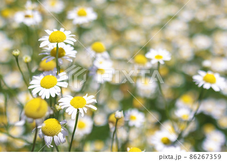 Beautiful blooming medical roman Chamomile flowers Field Beautiful blooming medical roman Chamomile flowers Field 86267359