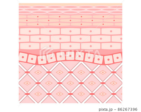 肌の断面図　シンプル 86267396