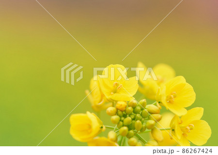 ふんわりとした菜の花の花びらのクローズアップ ふんわりとした菜の花の花びらのクローズアップ 86267424
