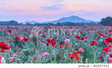 一面に広がるポピーの花畑と夜明け前の筑波山の絶景の写真素材