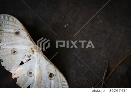 moth was staff on wood background with copy space moth was staff on wood background with copy space 86267454