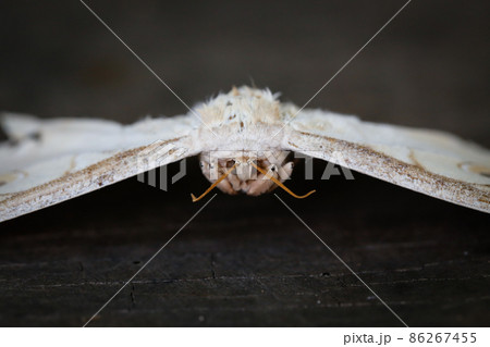 front of moth on black wood background with copy space front of moth on black wood background with copy space 86267455