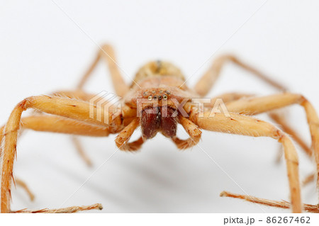 close up of large brown spider has many eyes in Tropical forest on isolated background close up of large brown spider has many eyes in Tropical forest on isolated background 86267462