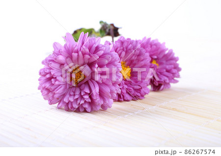 Chrysanthemum on bamboo background Chrysanthemum on bamboo background 86267574