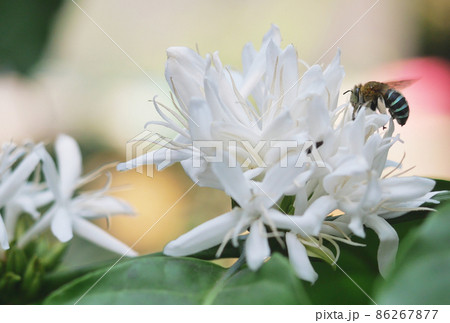 Carpenter Bee fliing to seeking nectar in Robusta coffee blossom on tree plant with green leaf. Petals and white stamens of blooming flowers, Blue and black stripes on bumblebee Carpenter Bee fliing to seeking nectar in Robusta coffee blossom on tree plant with green leaf. Petals and white stamens of blooming flowers, Blue and black stripes on bumblebee 86267877