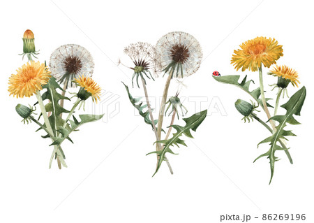 Beautiful floral set with watercolor hand drawn dandelion flower bouquets. Stock illustration. 86269196