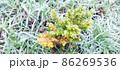 Icy green plants plants under a thin layer of ice 86269536