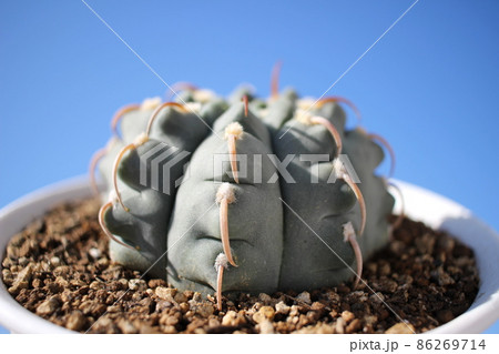 サボテン　ギムノカリキウムバッテリー 86269714