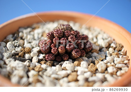 サボテン ラウシー スルコレブチア サボテン ラウシー スルコレブチア 86269930