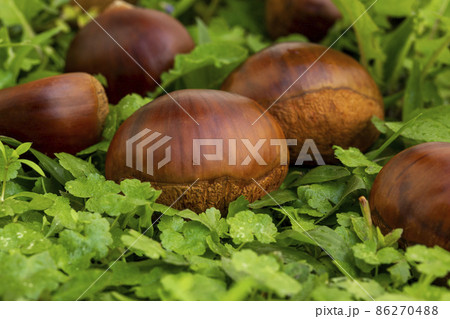 くり クリ 栗 86270488