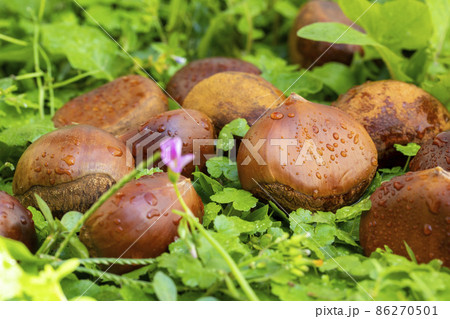 くり クリ 栗 86270501