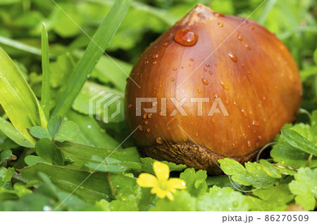 くり クリ 栗 86270509