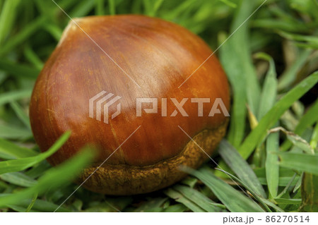 くり クリ 栗 86270514