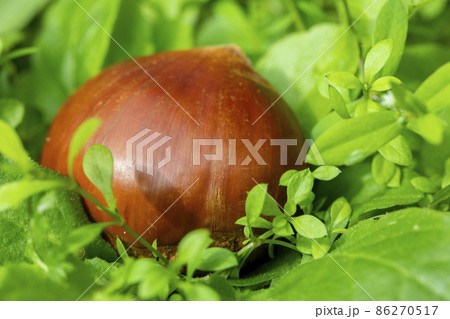 くり クリ 栗 86270517