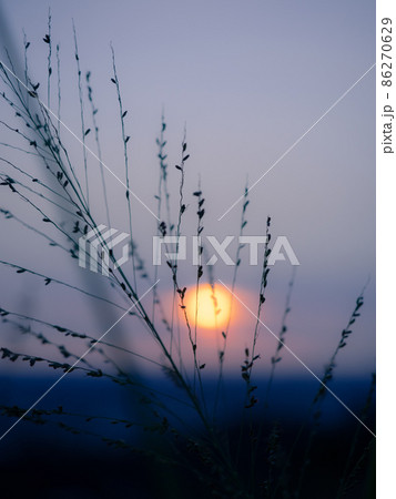 自然 天然 ナチュラル 86270629