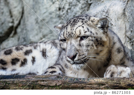 Portrait of a snow leopard close up on a stone background 86271303