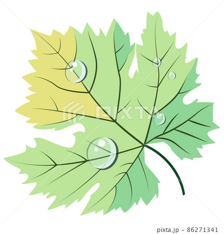 Pastel colors light green and yellow grape leave in dew drops vector element in flat style. Good for wine bar restaurant menu, card decoration, stickers, wine bottle labels or winery logo design Pastel colors light green and yellow grape leave in dew drops vector element in flat style. Good for wine bar restaurant menu, card decoration, stickers, wine bottle labels or winery logo design 86271341