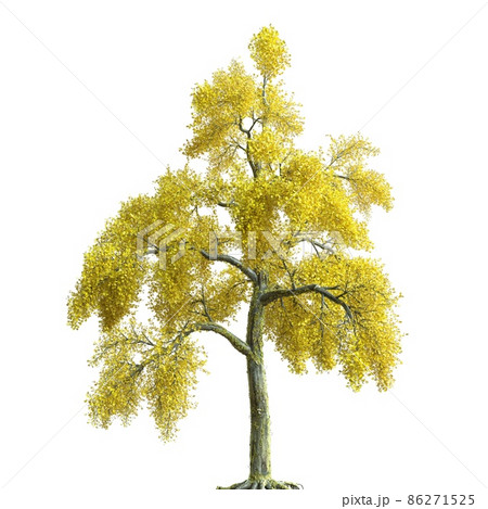 Autumn tree 3d illustration isolated on white background 86271525