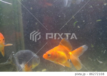 癒される金魚のカレンダー 癒される金魚のカレンダー 86272108