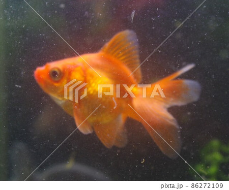 癒される金魚のカレンダー 癒される金魚のカレンダー 86272109
