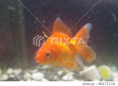 癒される金魚のカレンダー 癒される金魚のカレンダー 86272110