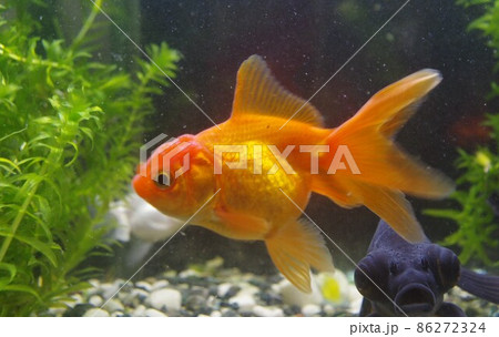 癒される金魚カレンダー 癒される金魚カレンダー 86272324