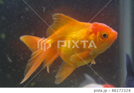 癒される金魚カレンダー 86272328