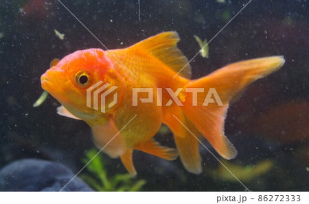 癒される金魚カレンダー 86272333