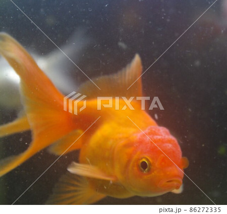 癒される金魚カレンダー 86272335