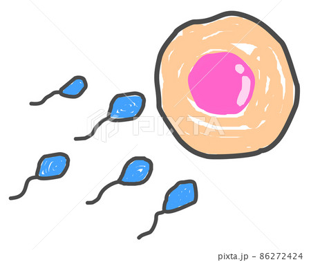 精子が卵子に向かって受精しようとしているイラスト 86272424