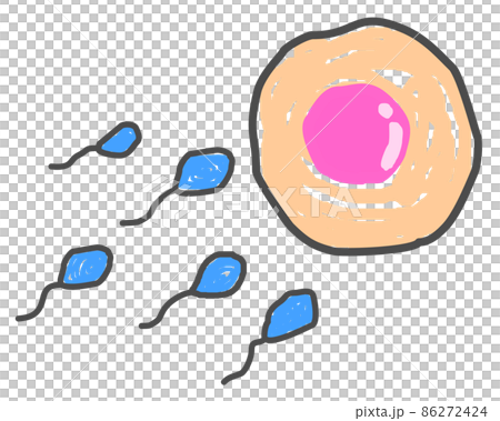 精子が卵子に向かって受精しようとしているイラスト 86272424