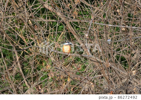 埼玉県比企郡川島町の越辺川白鳥飛来地　川原の枝にとまりエサの小魚を食べるカワセミ 86272492