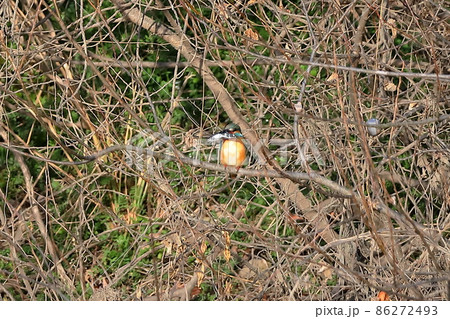 埼玉県比企郡川島町の越辺川白鳥飛来地　川原の枝にとまりエサの小魚を食べるカワセミ 86272493