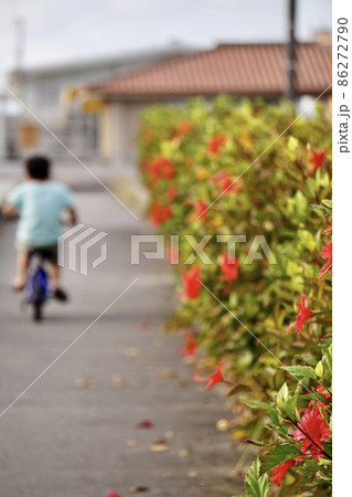 沖縄県宮古島　ハイビスカスの垣根と自転車で走る子供 86272790