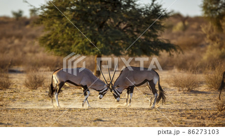 South African Oryx in Kgalagadi transfrontier park, South Africa 86273103
