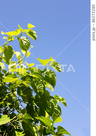 Green betel leaves plant, Fresh piper betle 86273280