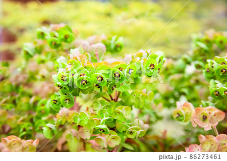 ユーフォルビア・マルティニーの群れ咲きです。可愛い背景にどうぞ。 ユーフォルビア・マルティニーの群れ咲きです。可愛い背景にどうぞ。 86273461