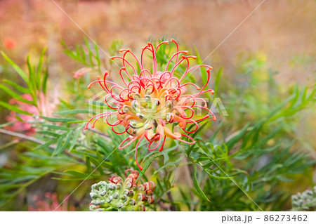 グレビレア・ココナッツアイスの花の形をご覧ください。とってもユニークな形をしています。 86273462