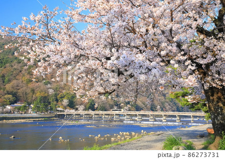 【京都府】満開の桜と嵐山渡月橋 【京都府】満開の桜と嵐山渡月橋 86273731