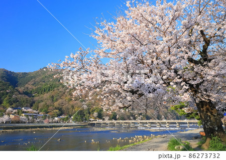【京都府】満開の桜と嵐山渡月橋 86273732