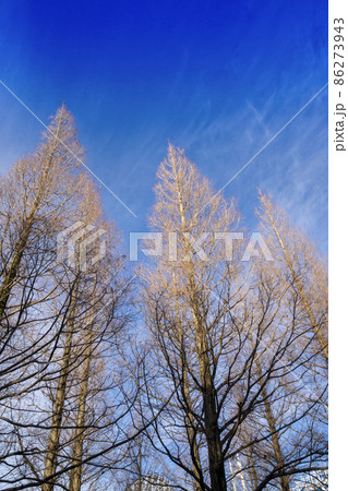 メタセコイアと青空 86273943