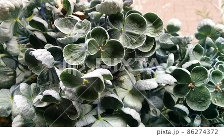 紫陽花の季節 86274372