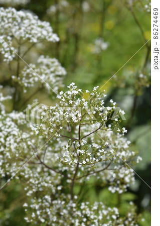 Common valerian Common valerian 86274469