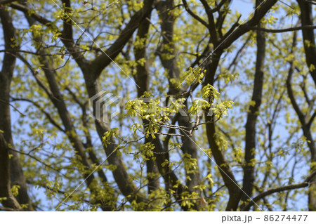 English oak English oak 86274477